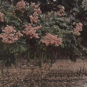 麻豆啪啪网站链接
